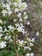 Image of Wenatchee valerian