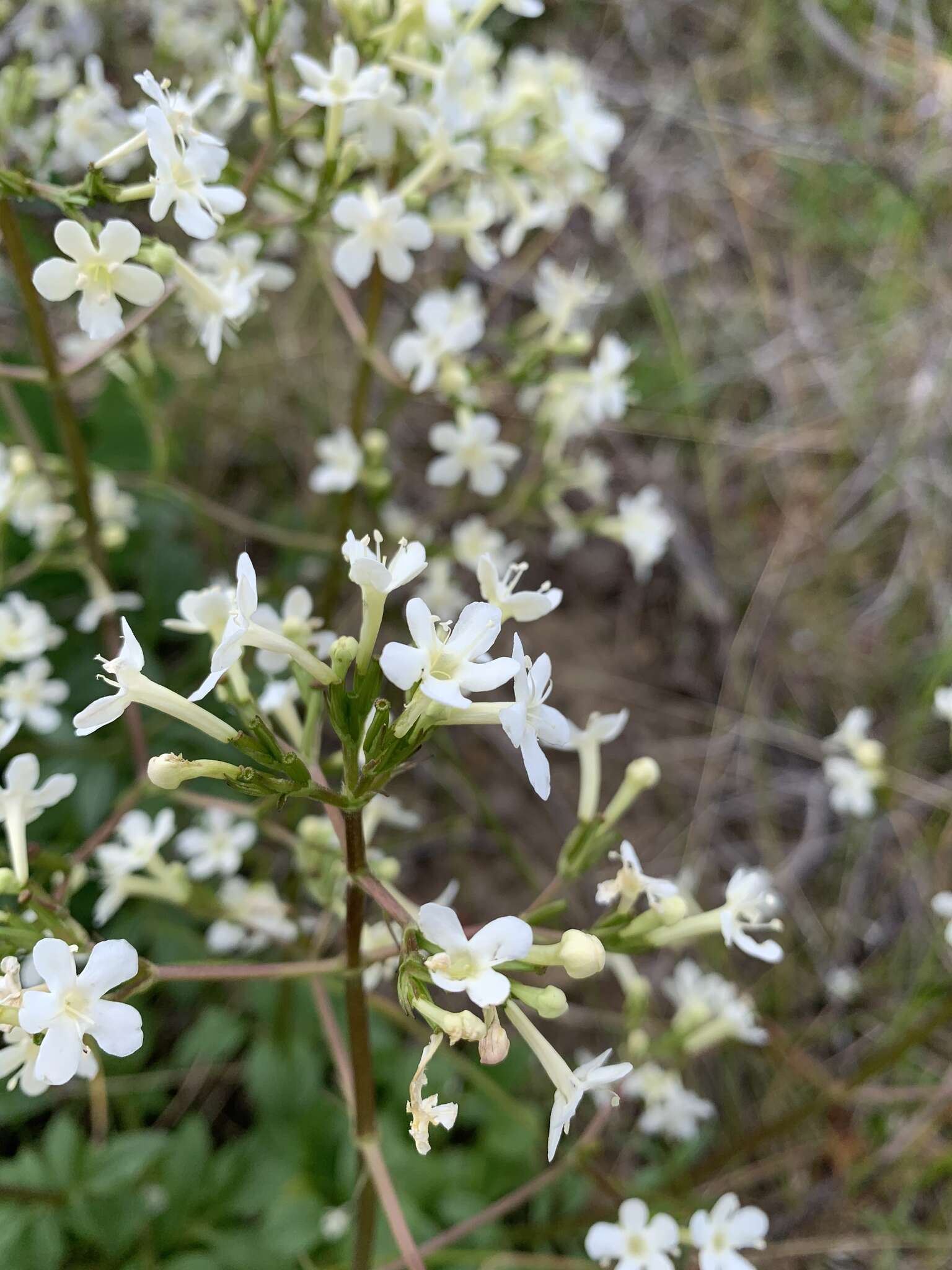 Image of Wenatchee valerian