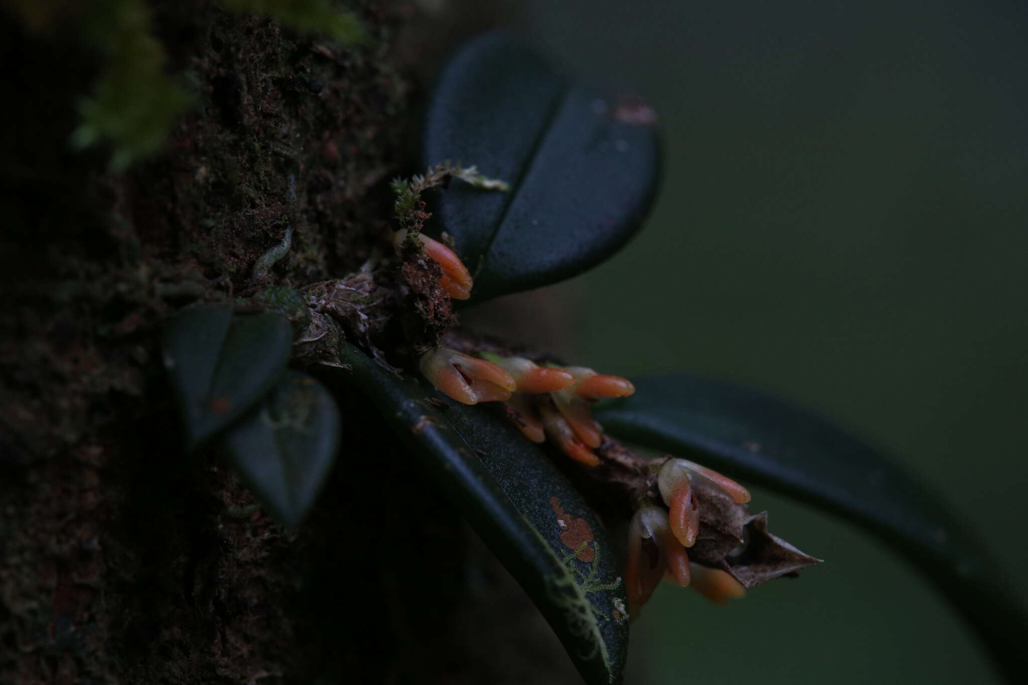 Image of Red rope orchid