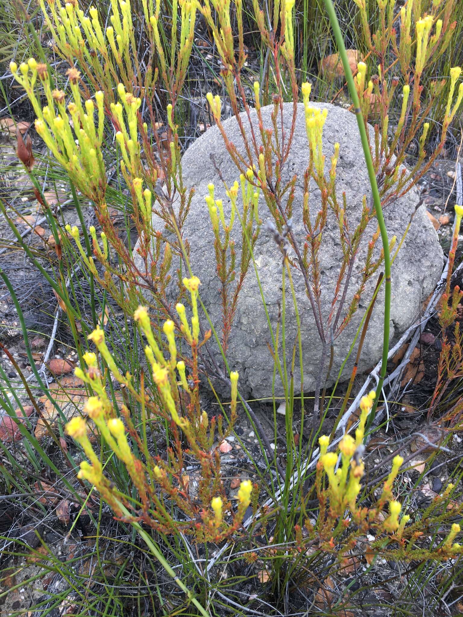 Image of Leucadendron olens I. Williams