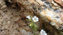 Image of roundleaf phacelia