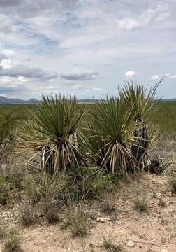 Yucca baccata var. brevifolia L. D. Benson & Darrow resmi