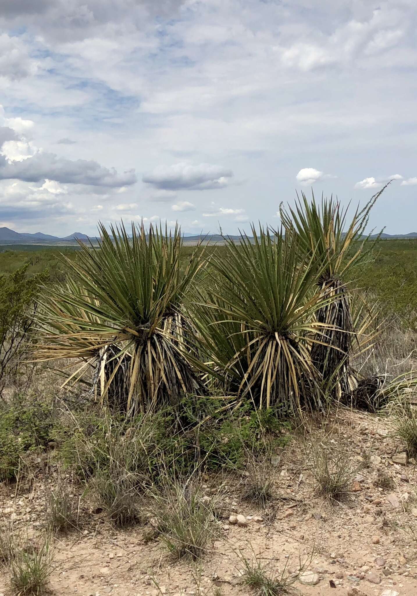 Image of Yucca baccata var. brevifolia L. D. Benson & Darrow