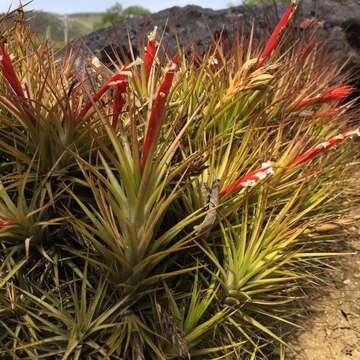 Image of Tillandsia caulescens Brongn. ex Baker