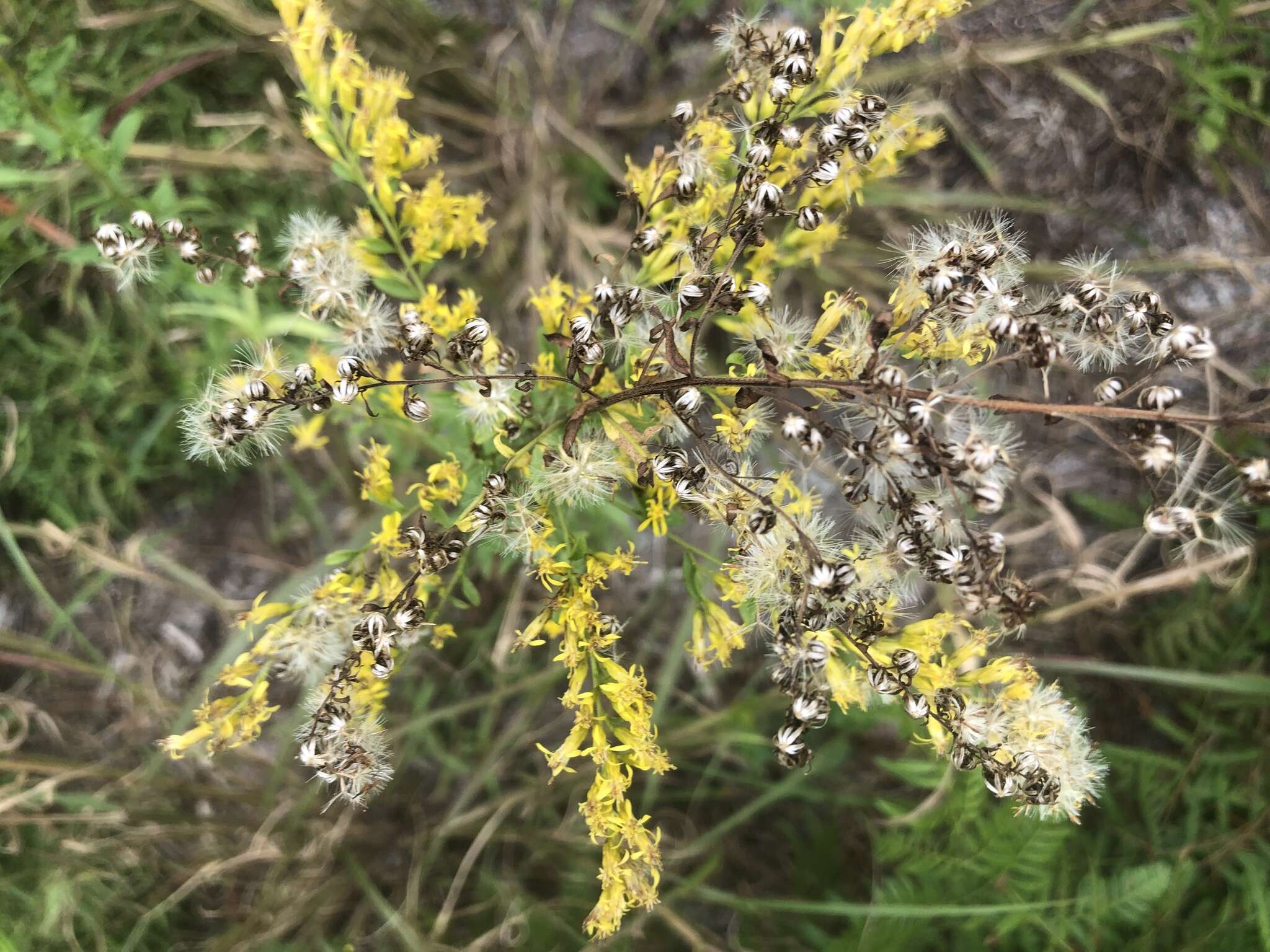 Image of Chapman's goldenrod