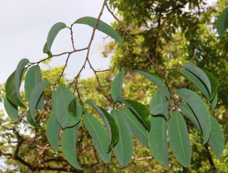 Image of Margaritaria indica (Dalzell) Airy Shaw