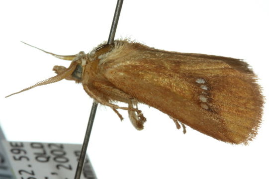 Image of <i>Hedraea quadridens</i> Lucas 1901