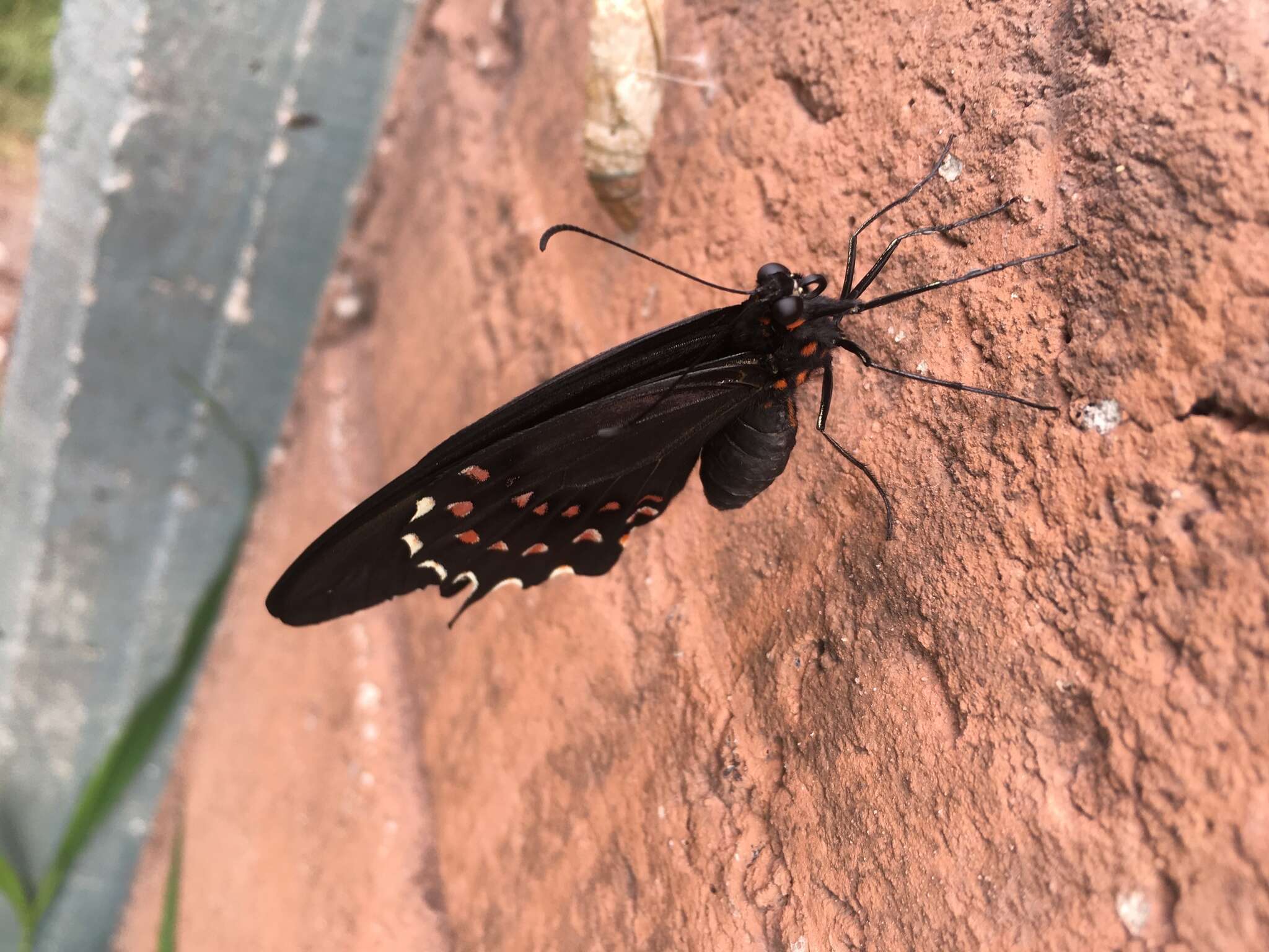 Image of Pink-spotted Swallowtail