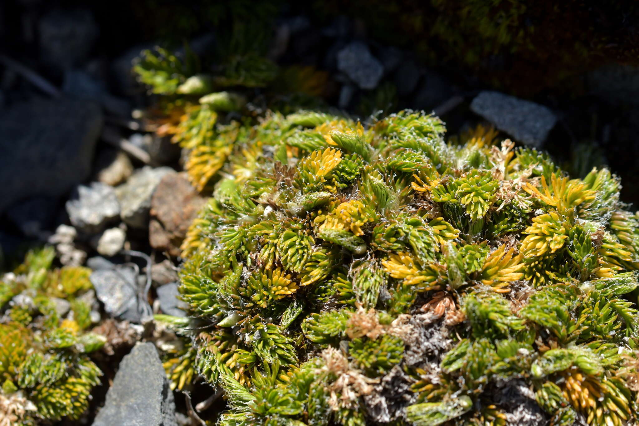 Image of Anisotome imbricata var. prostrata J. W. Dawson