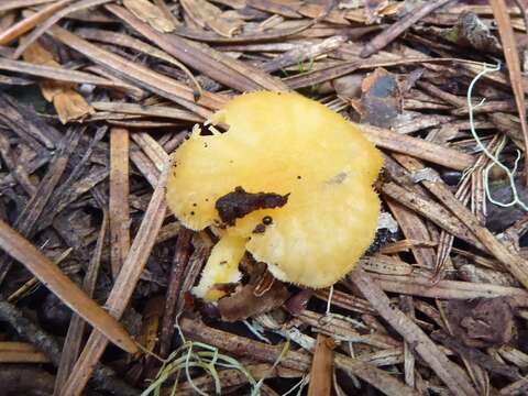 Image of Chrysomphalina aurantiaca (Peck) Redhead 1987