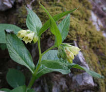 Слика од Symphytum tuberosum L.