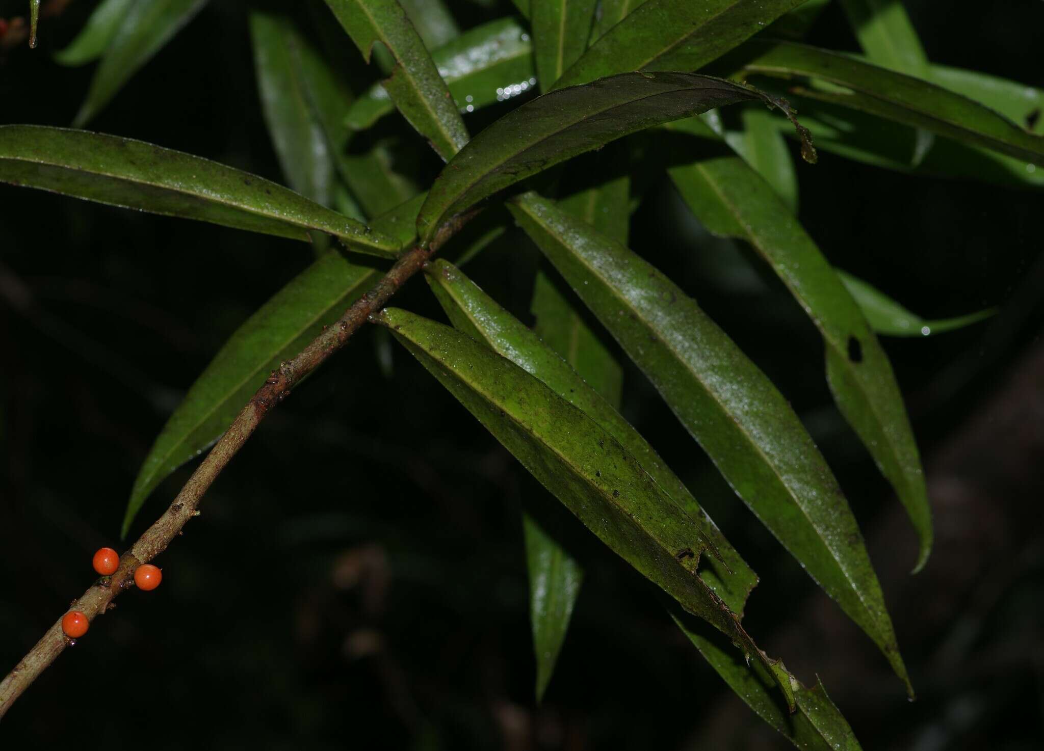 Image of Daphnopsis granitica Pruski & Barringer