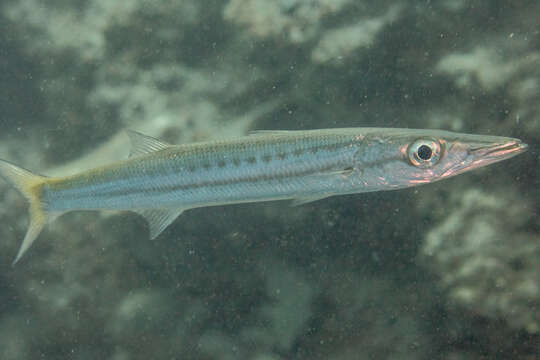 Image of Obtuse barracuda