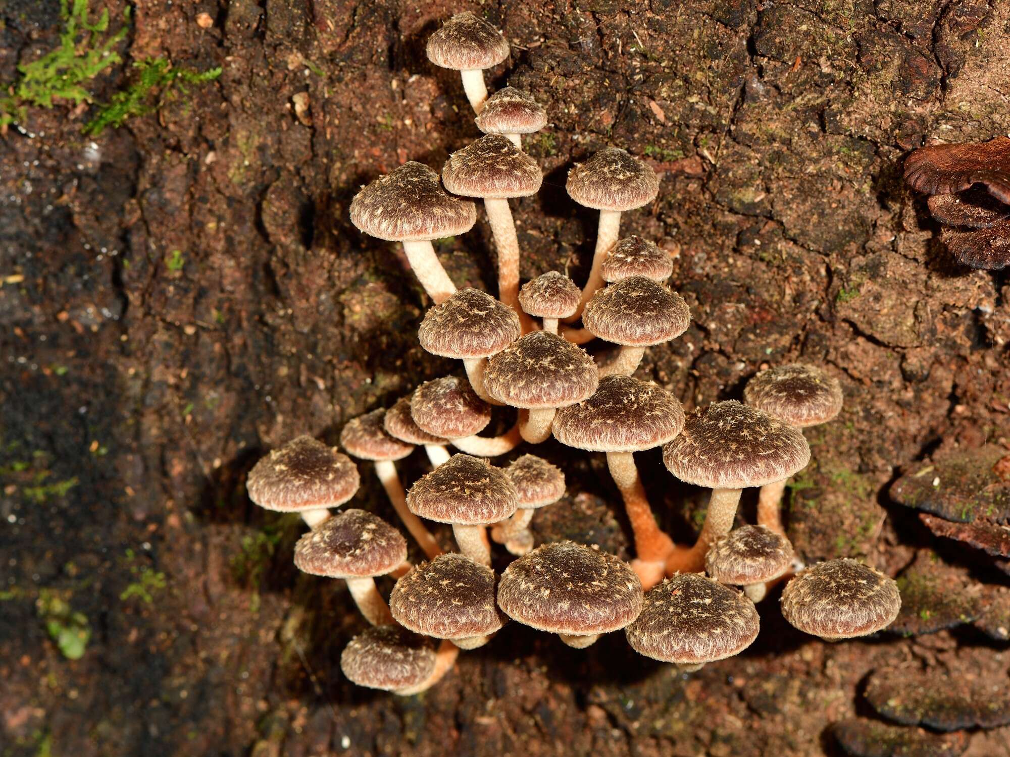 Image of Hypholoma brunneum (Massee) D. A. Reid 1956