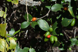 Image of Glossy sourberry