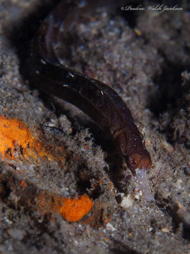 Image of White-nose Pipefish