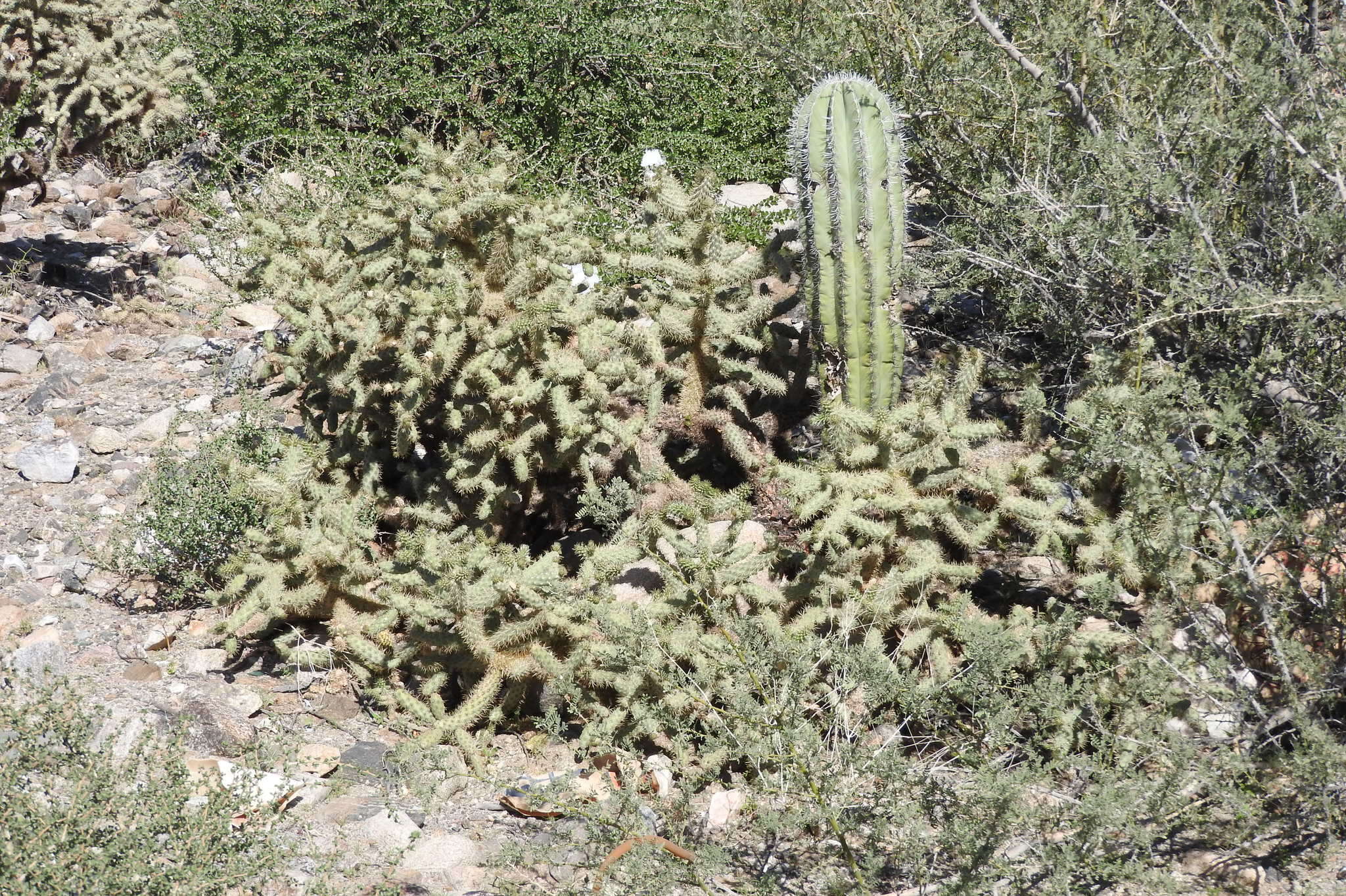 Image of Cylindropuntia alcahes var. alcahes