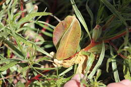 Oenothera macrocarpa Nutt. resmi