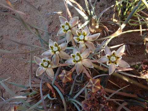 Asclepias multicaulis (E. Mey.) Schltr. resmi