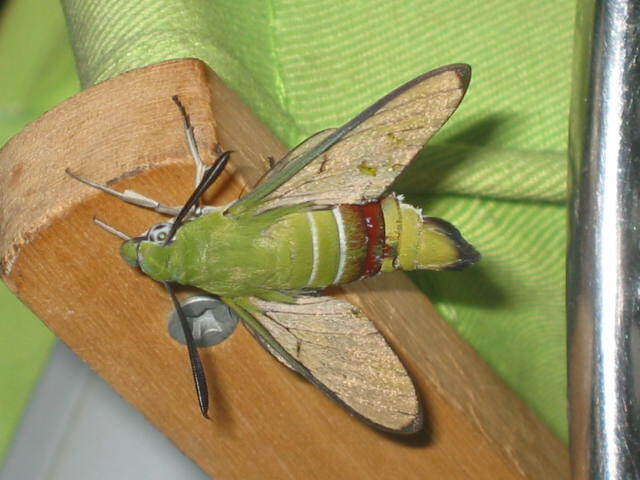 Plancia ëd Cephonodes hylas (Linnaeus 1771)