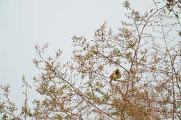 Plancia ëd Emberiza lathami Gray & JE 1831