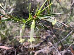 Image of Styphelia longifolia R. Br.