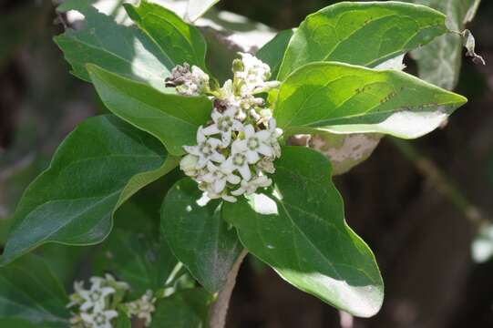 Image of Marsdenia dregea (Harv.) Schltr.