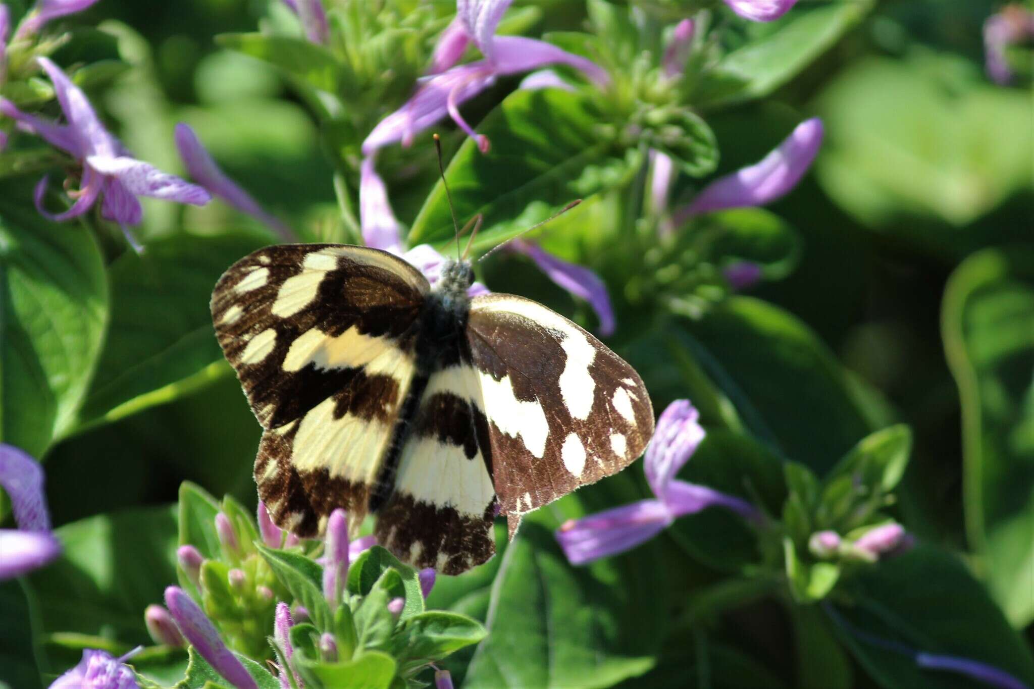 Sivun Pinacopteryx eriphia (Godart (1819)) kuva