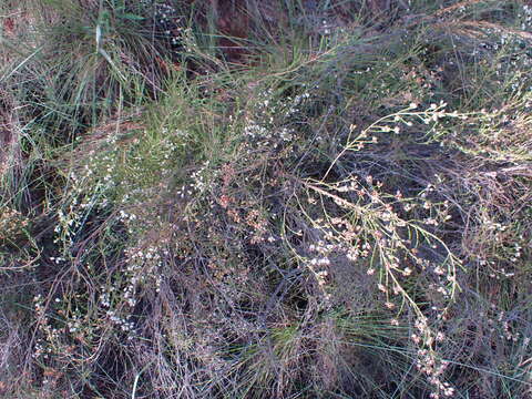 Image of Erica drakensbergensis Guthrie & Bolus