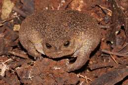 Image of Plaintive Rain Frog