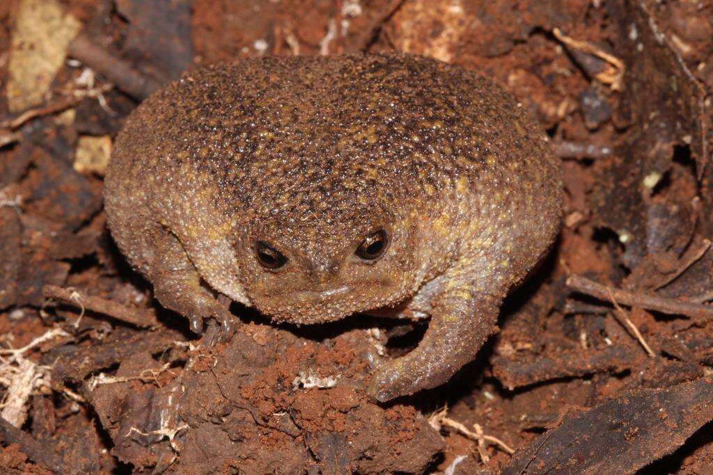 Image of Plaintive Rain Frog