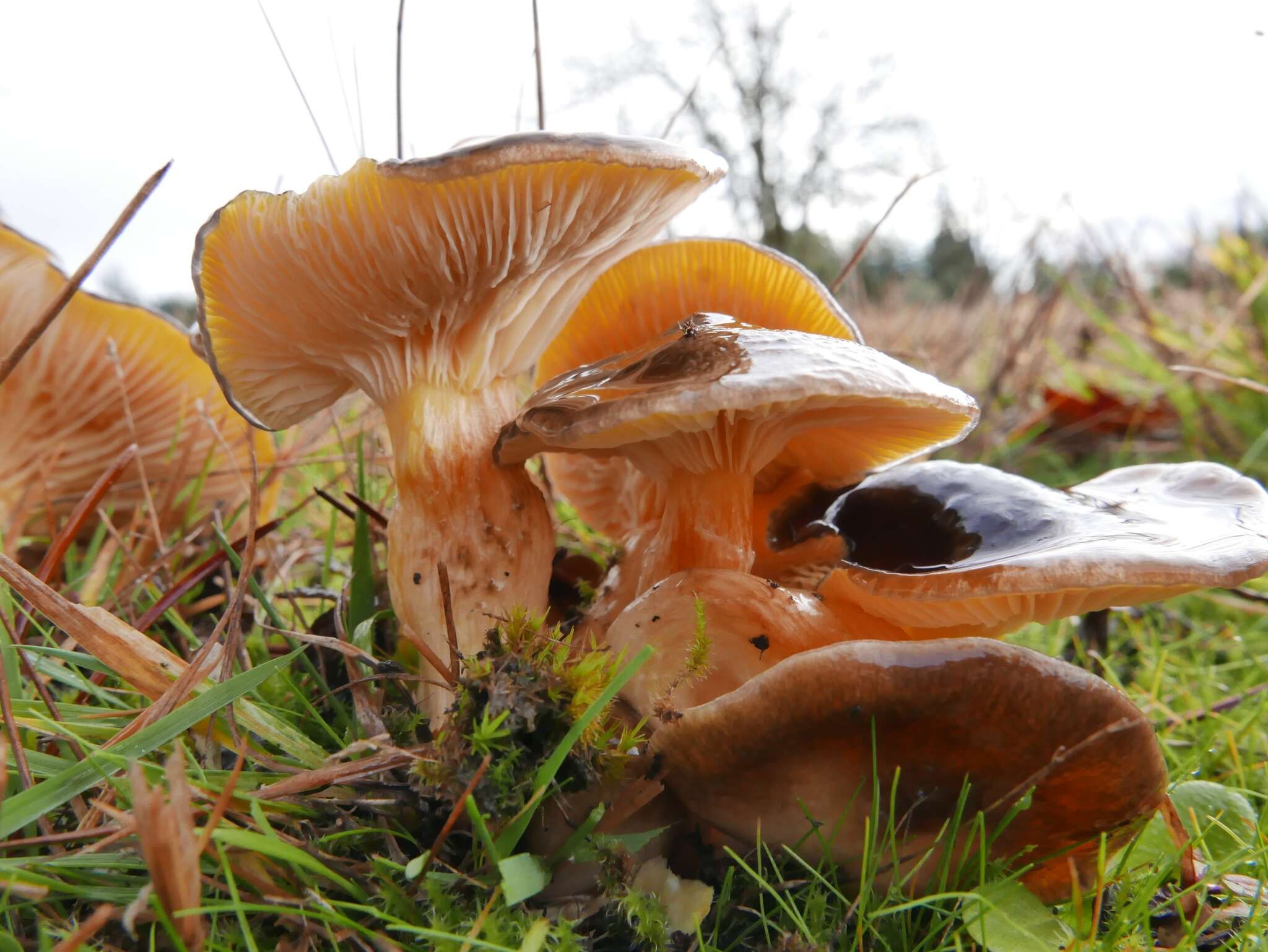 Image of Hygrophorus siccipes A. H. Sm. & Hesler 1954