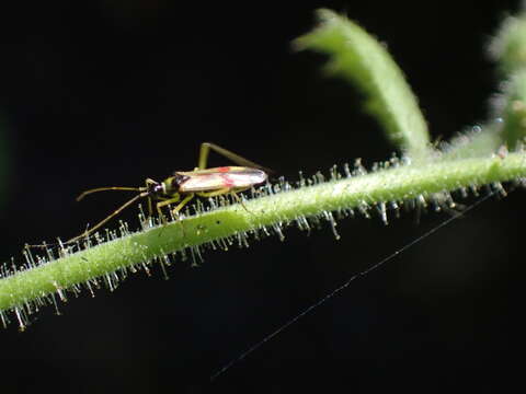 Image of Tupiocoris californicus (Stal 1859)