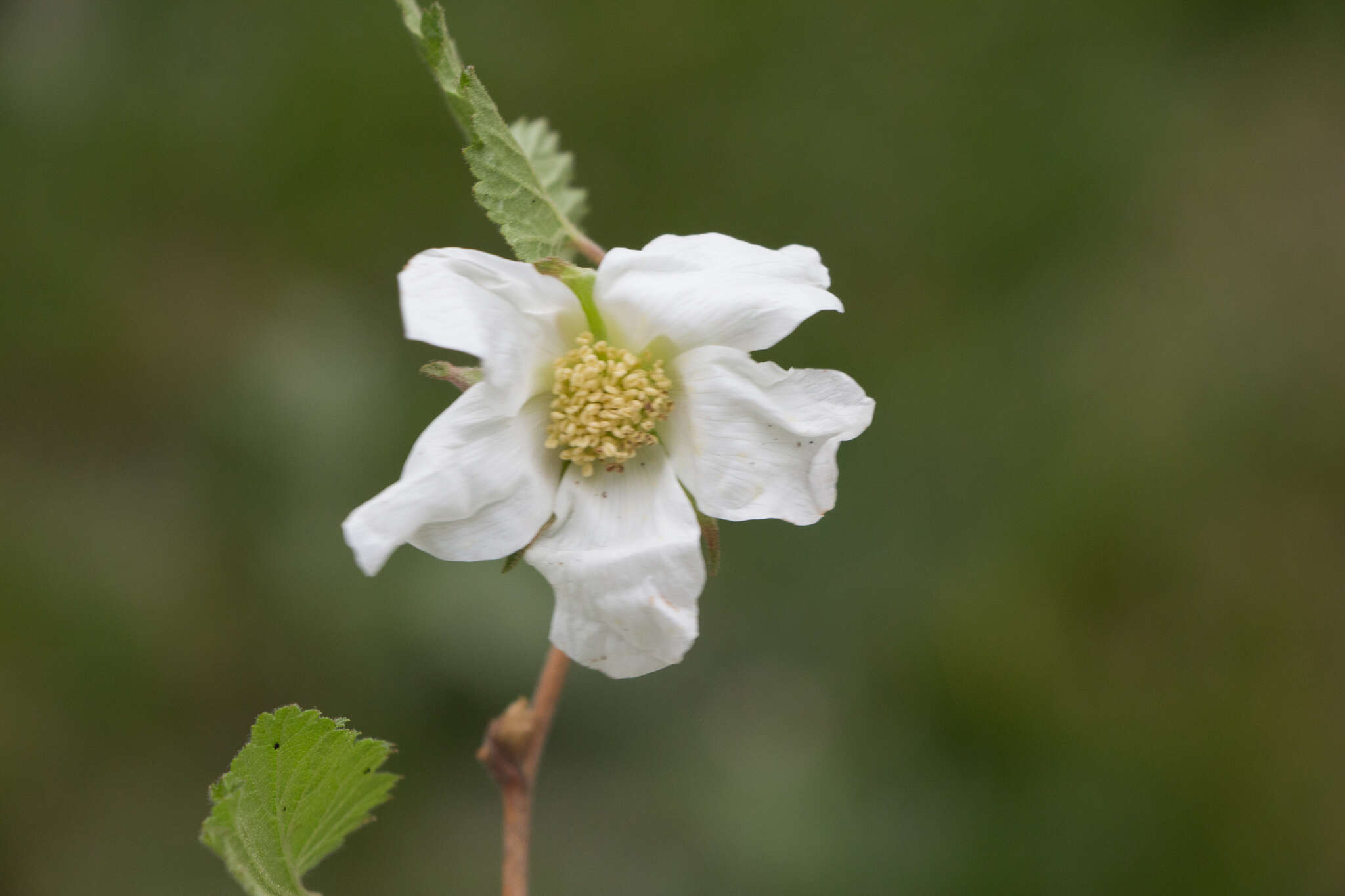 Image of delicious raspberry