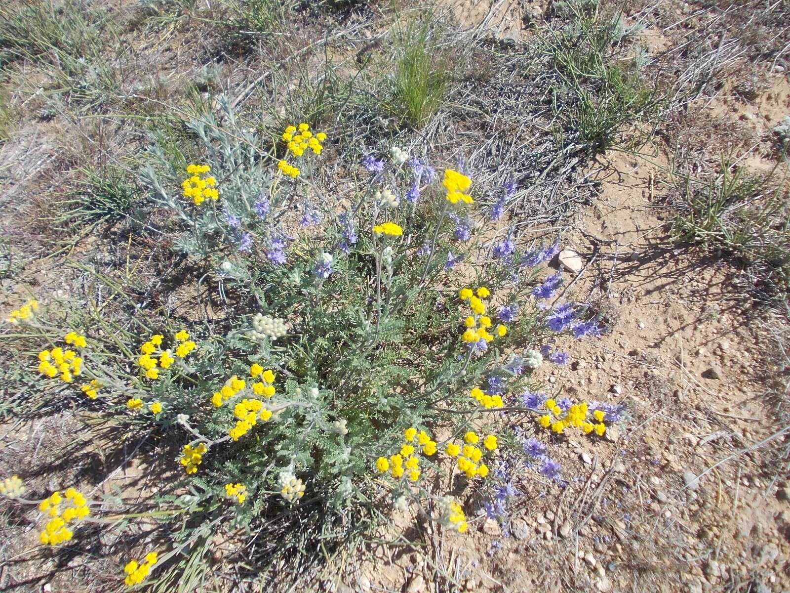 Image of Achillea leptophylla Bieb.