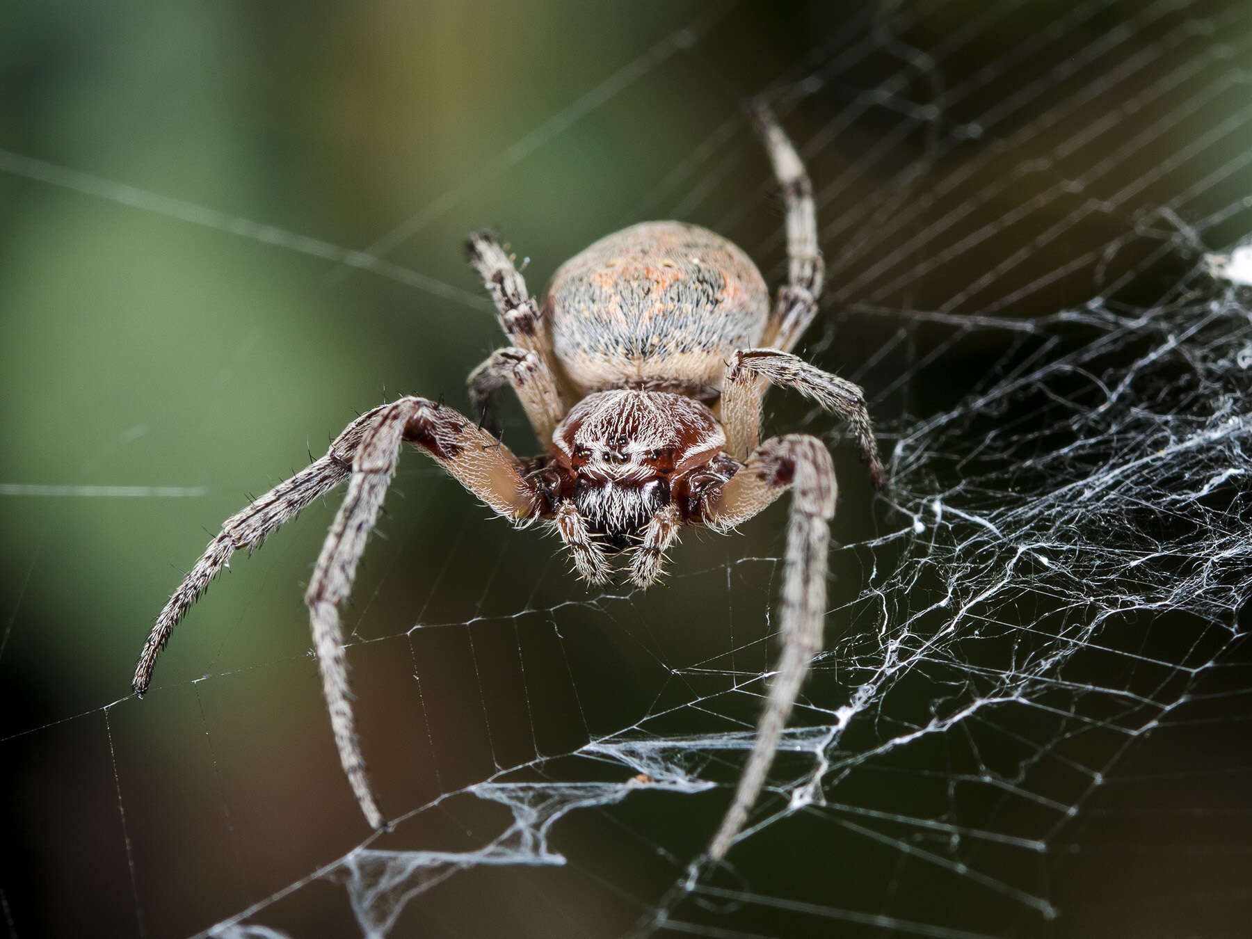 Image of Larinioides suspicax (O. Pickard-Cambridge 1876)