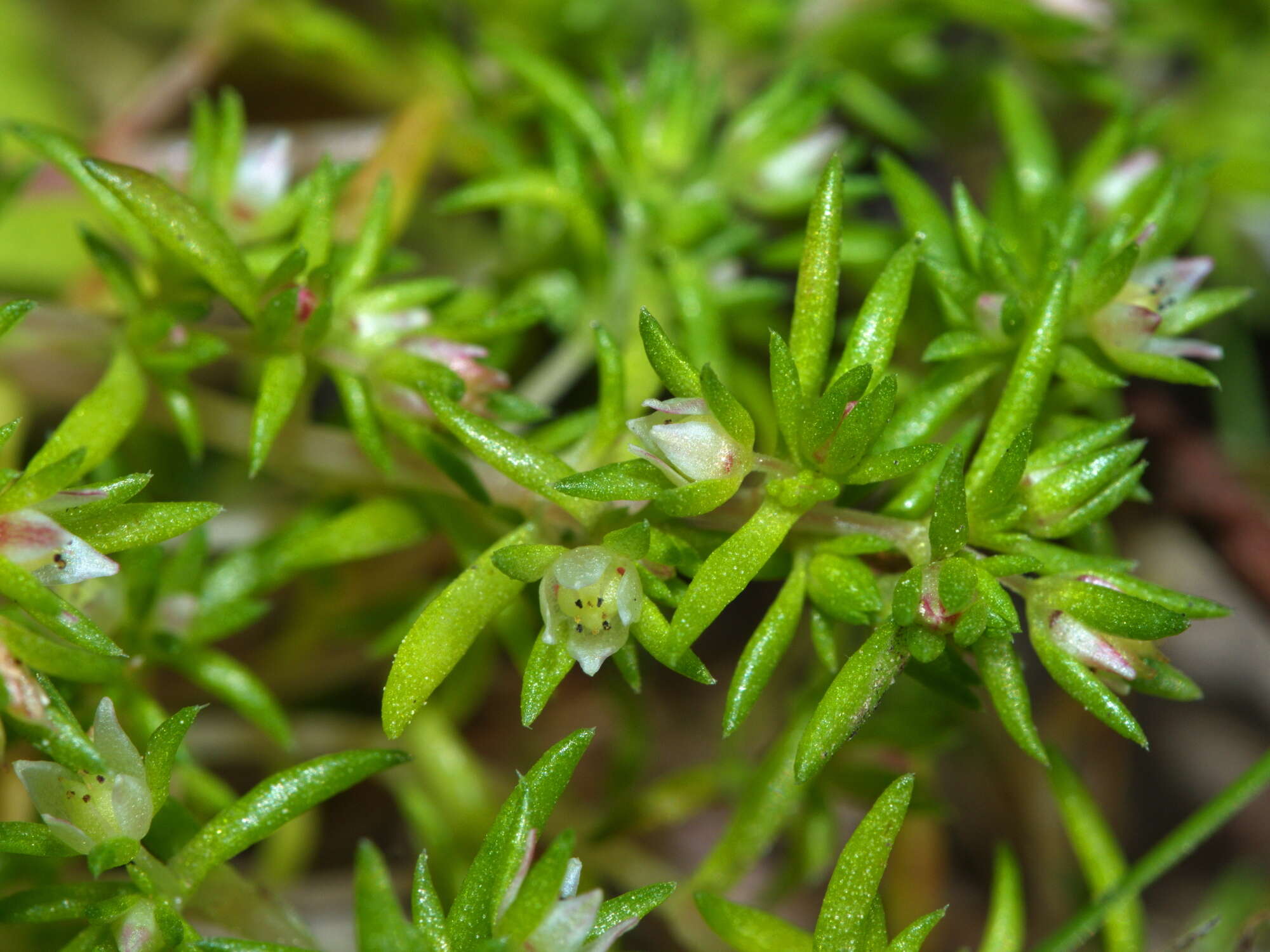 <i>Crassula <i>decumbens</i></i> var. decumbens resmi