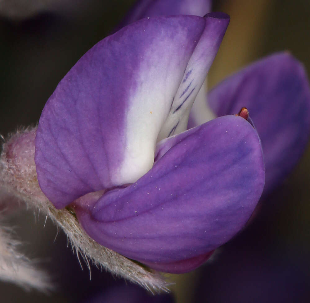 Image of Mono Lake lupine