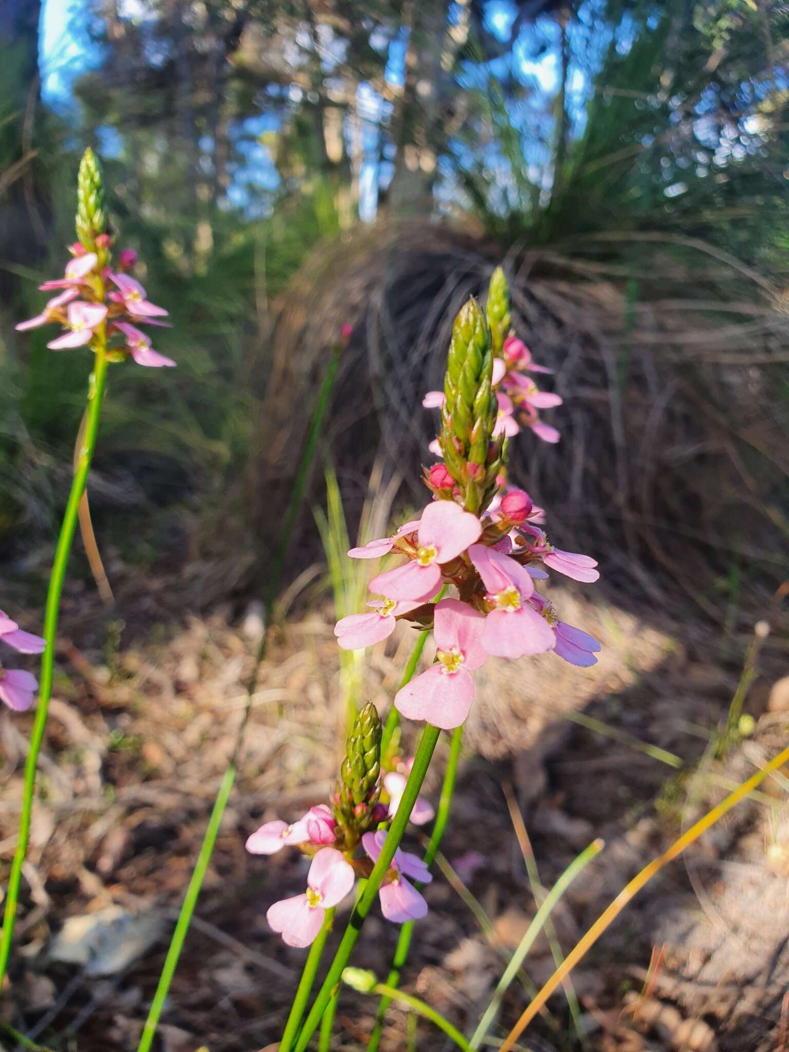 Image of Stylidium junceum R. Br.