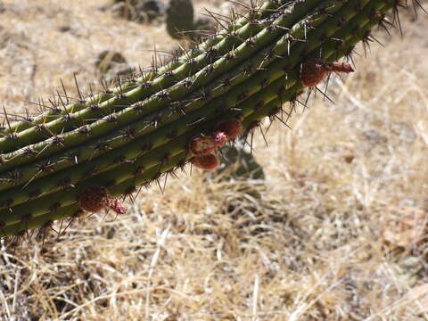 Plancia ëd Cleistocactus parviflorus (K. Schum.) Rol.-Goss.