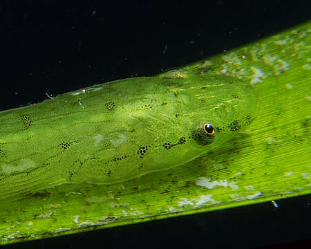 Image de Cochleoceps viridis Hutchins 1991