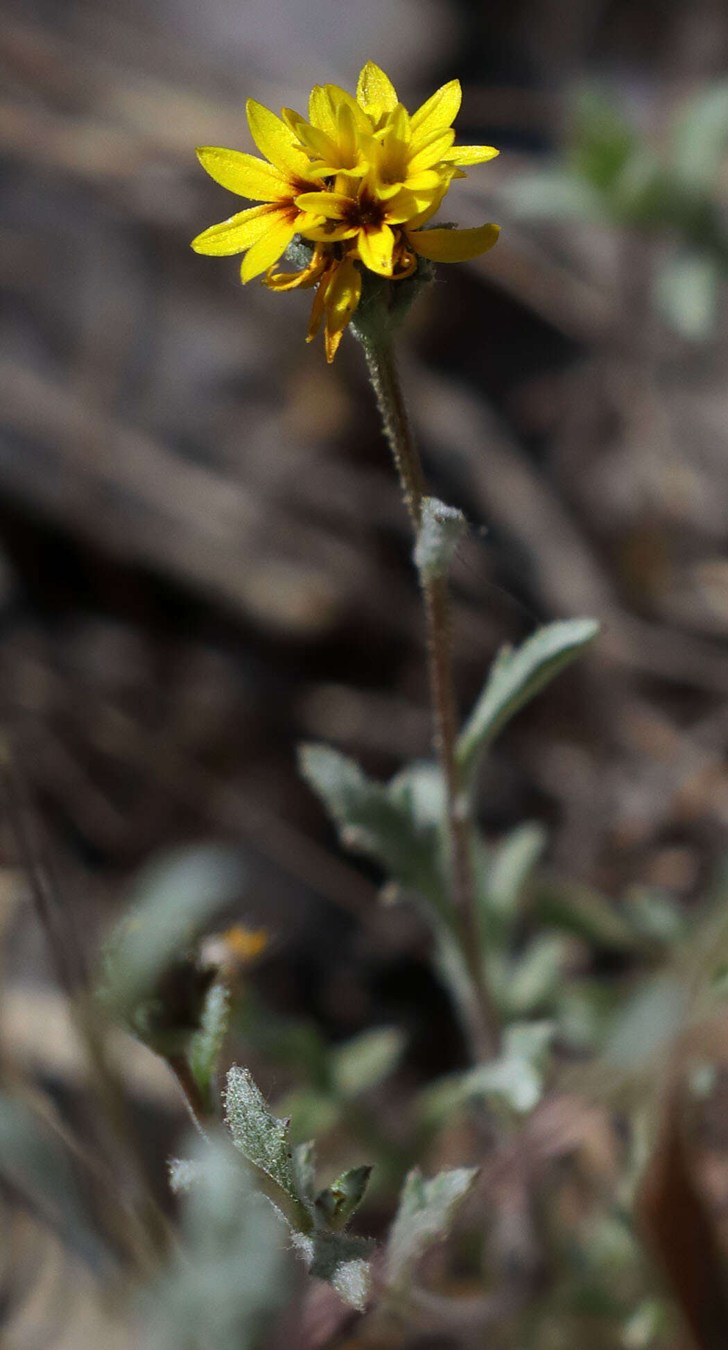 Plancia ëd Lessingia tenuis (A. Gray) Coville