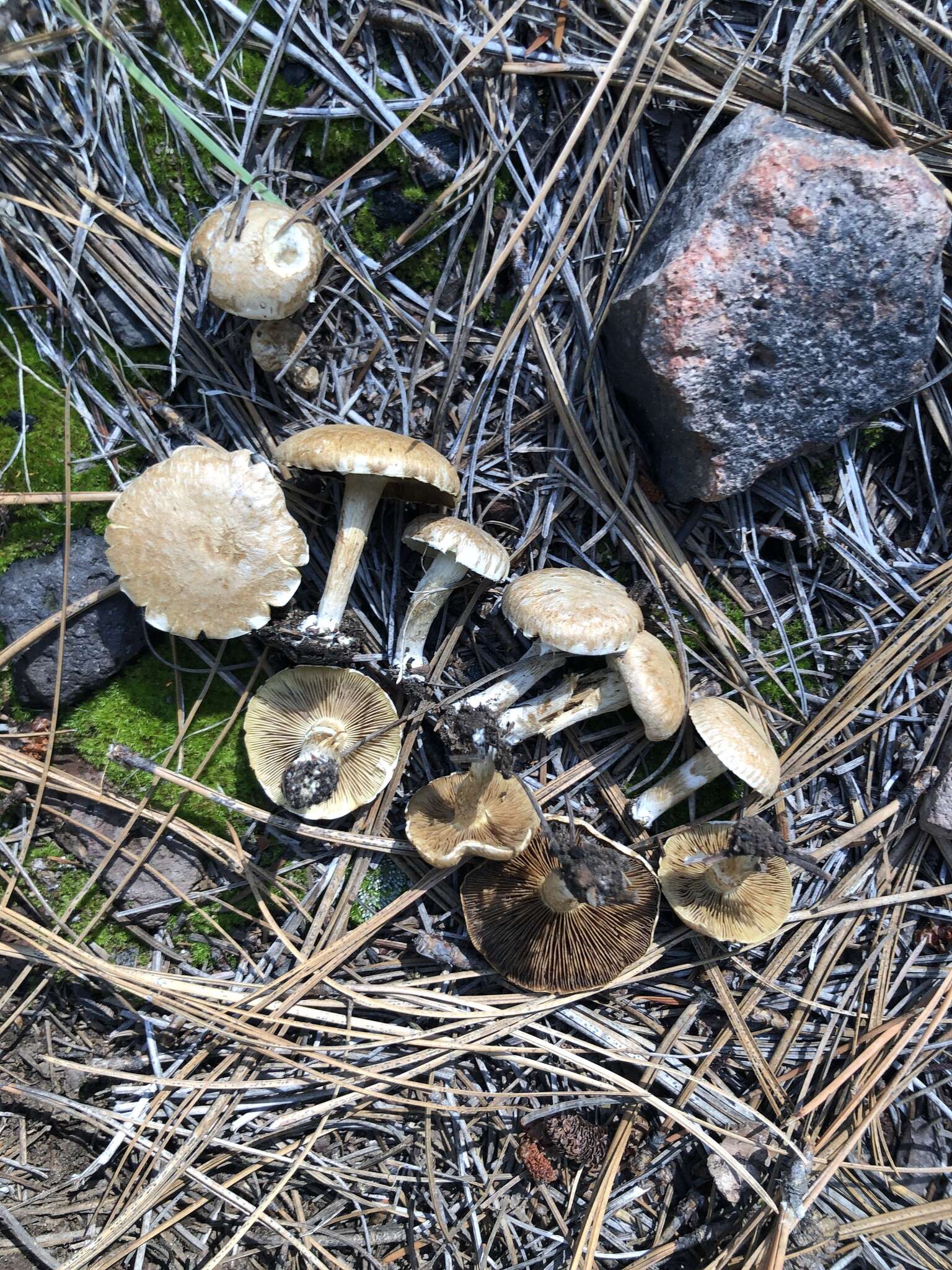 Image of Inocybe subtomentosa Peck 1897