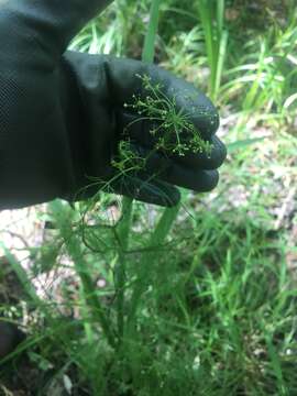 Image of ribbed mock bishopweed