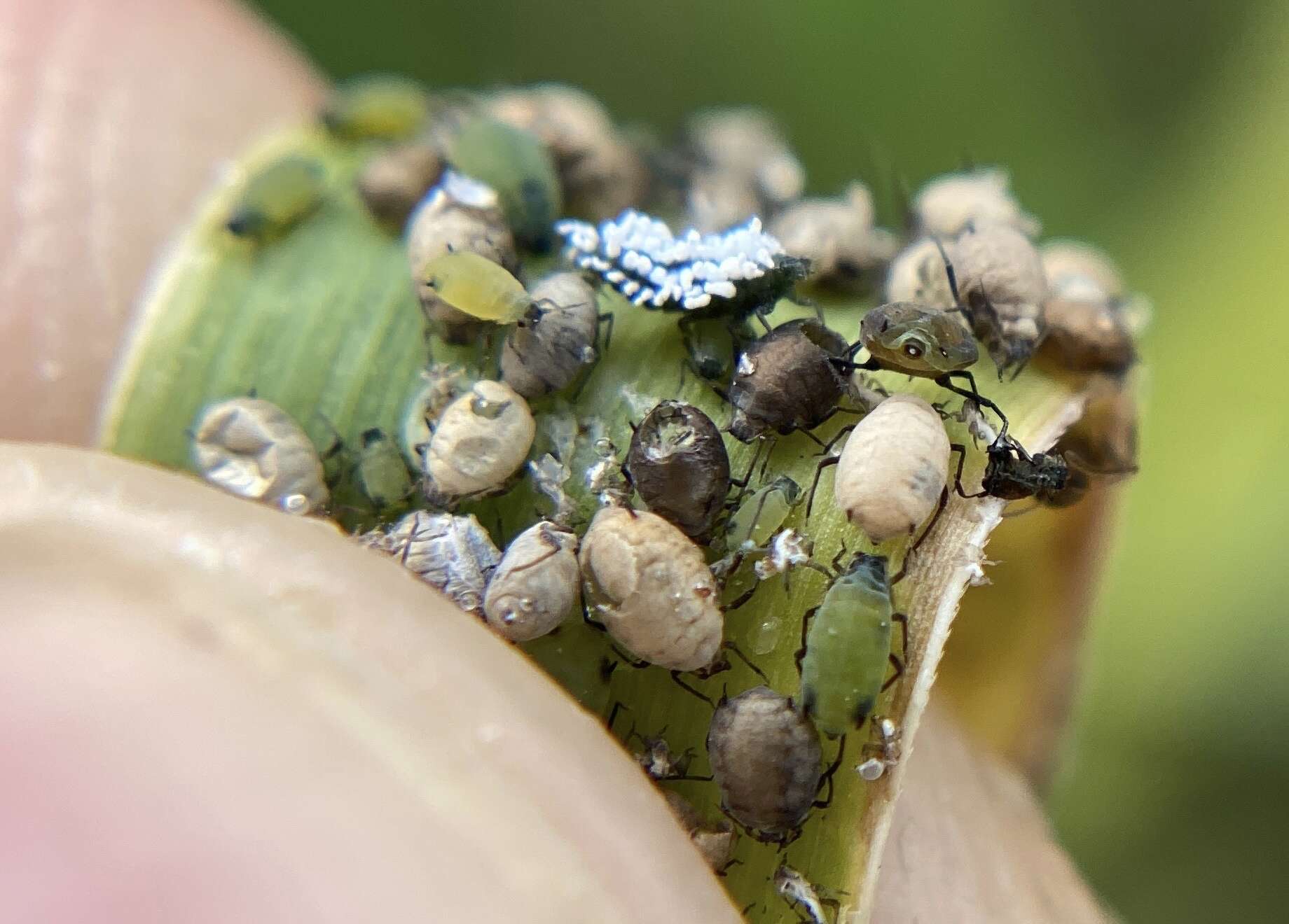 Imagem de Rhopalosiphum maidis (Fitch 1856)