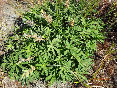 Image of big-leaved lupine