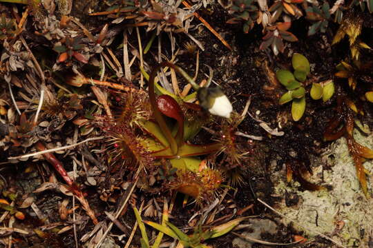 Image of New Zealand sundew