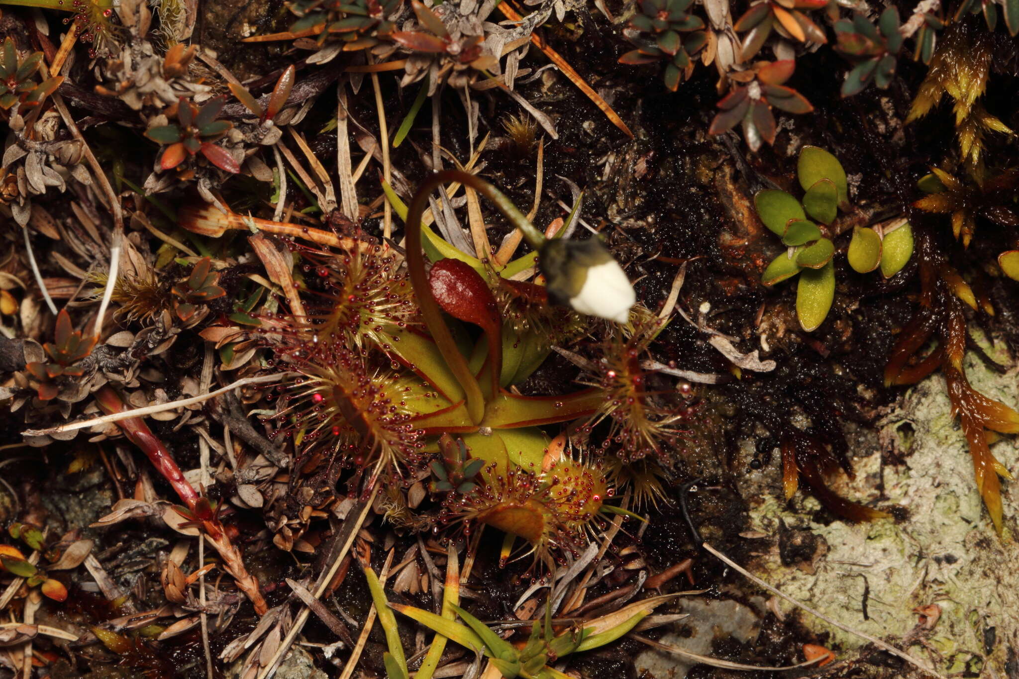 Imagem de Drosera stenopetala Hook. fil.