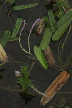 Image of Aponogeton satarensis Sundararagh., A. R. Kulk. & S. R. Yadav