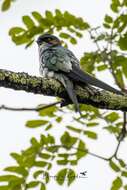 Image of Grey-rumped Treeswift